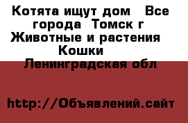 Котята ищут дом - Все города, Томск г. Животные и растения » Кошки   . Ленинградская обл.